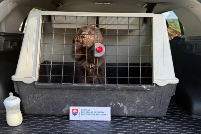 ENVIRO: Nájdené mláďatá medveďa hnedého