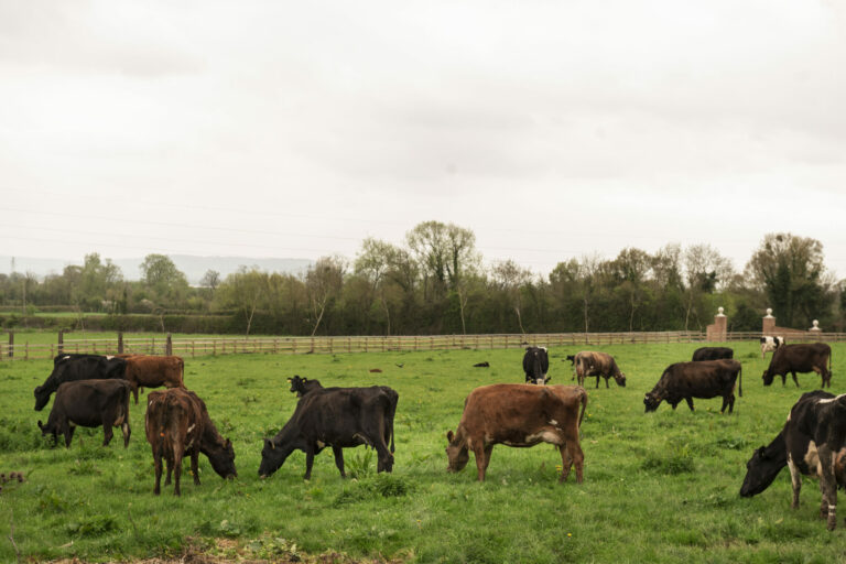 Cows grazing nature.jpg