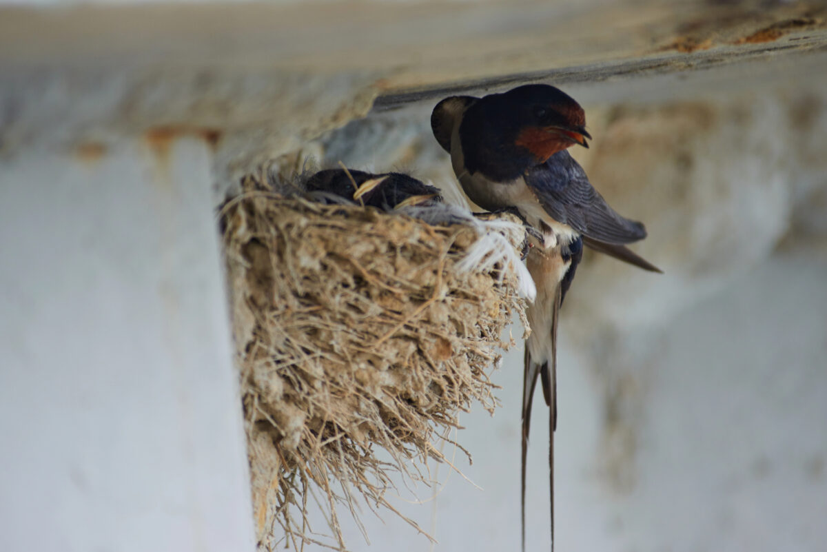 hniezdo lastovičiek