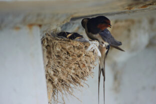 hniezdo lastovičiek