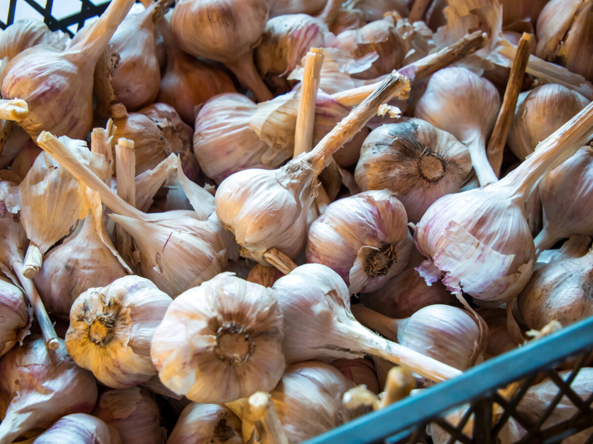 skladovanie cesnaku