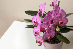 orchidea