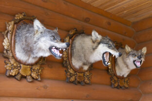 preparovanie zvierat