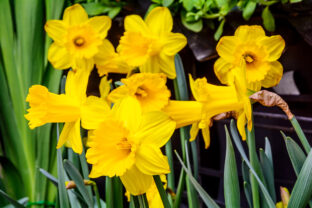 narcis