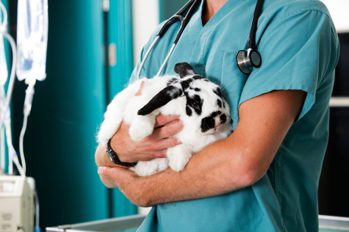 Kokcidióza králikov. Veterinár drží chorého králika s čierno-bielou srsťou počas vyšetrenia – starostlivosť o domáceho miláčika s podozrením na kokcidiózu.