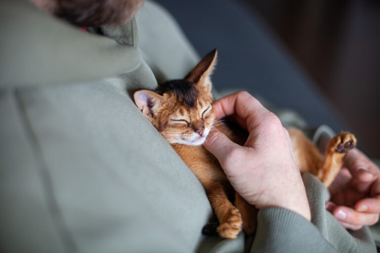 Najláskavejšie plemená mačiek: Títo maznáčikovia vám zmenia život k lepšiemu.