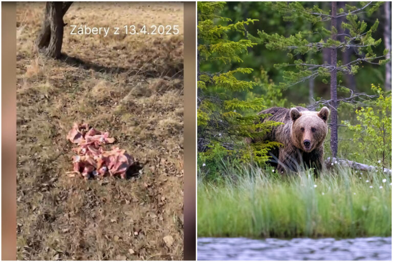 Medveď pri obci Jakubany v okrese Stará Ľubovňa.