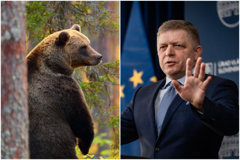 Medvede na Slovensko, vláda, odstrel, mimoriadna situácia