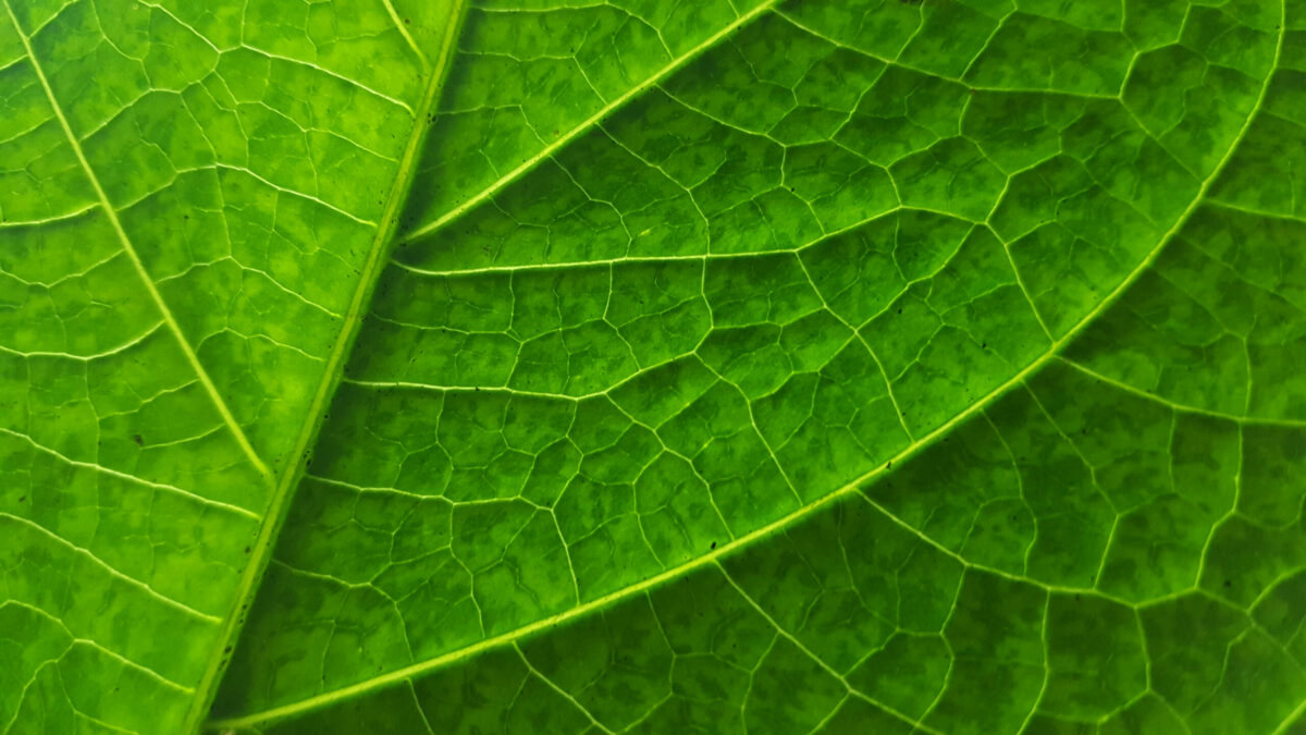 Full Frame Shot Of Leaf