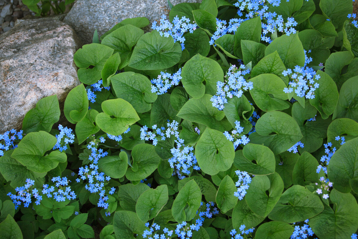 brunera