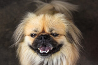 Pekinéz
