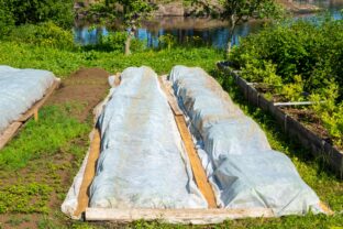 ochrana záhrady pred mrazmi