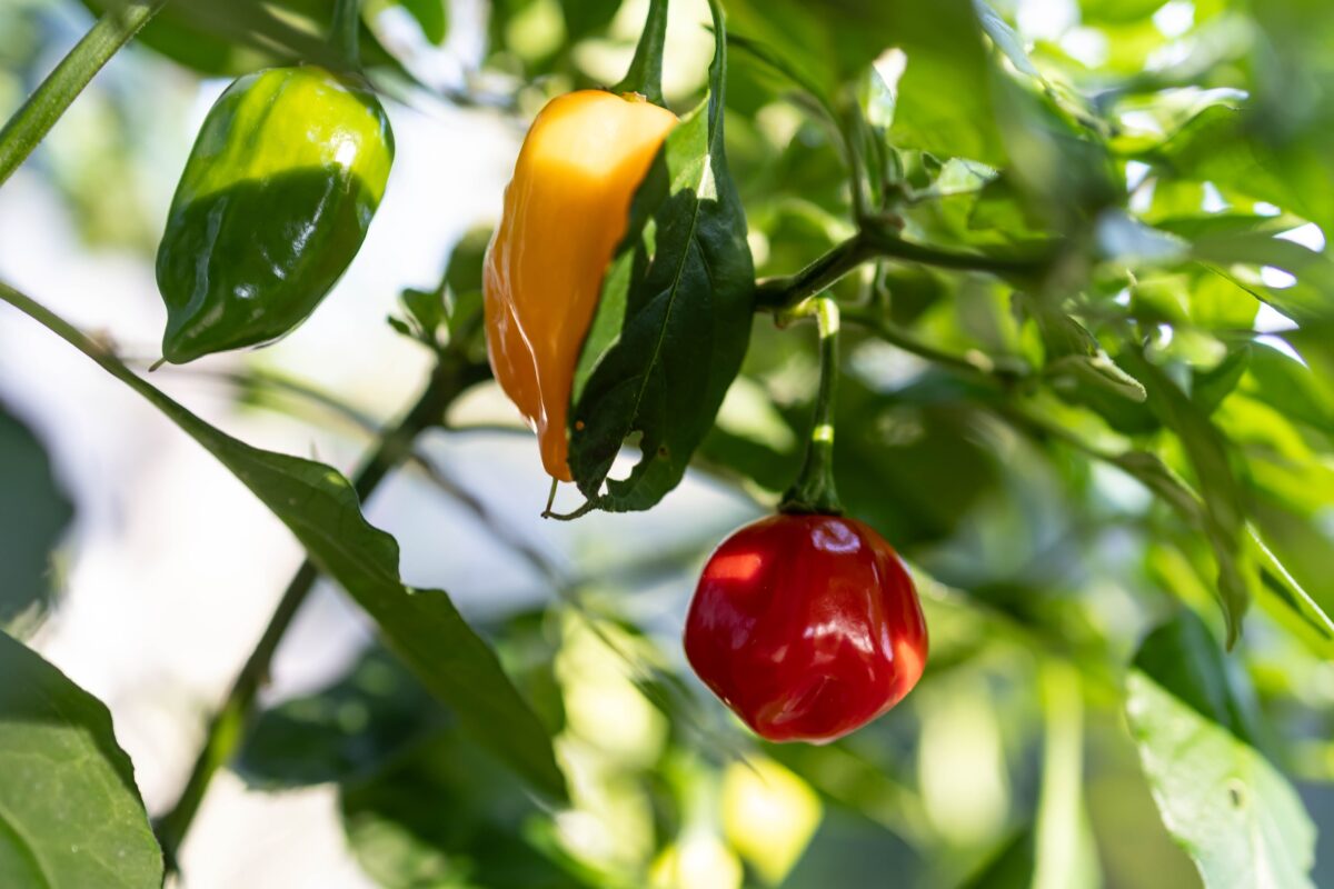 paprika