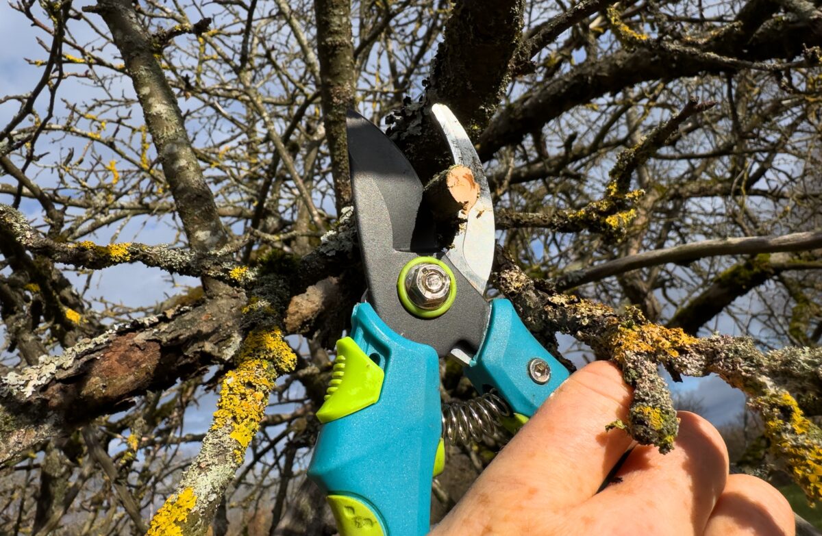 ošetrovanie jablone