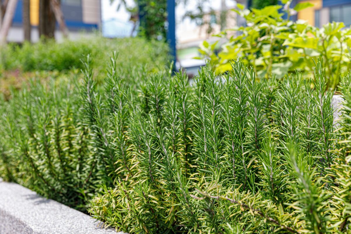 pestovanie rozmarínu