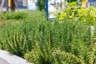 pestovanie rozmarínu