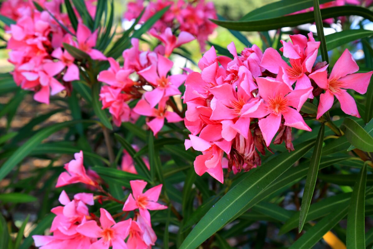 oleander