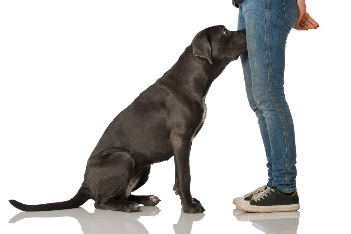 pes strká hlavu medzi nohy