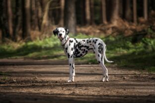 dalmatínec