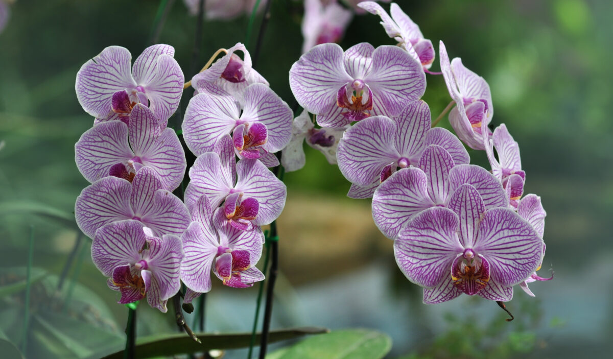 orchidea