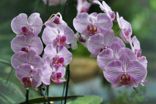 orchidea