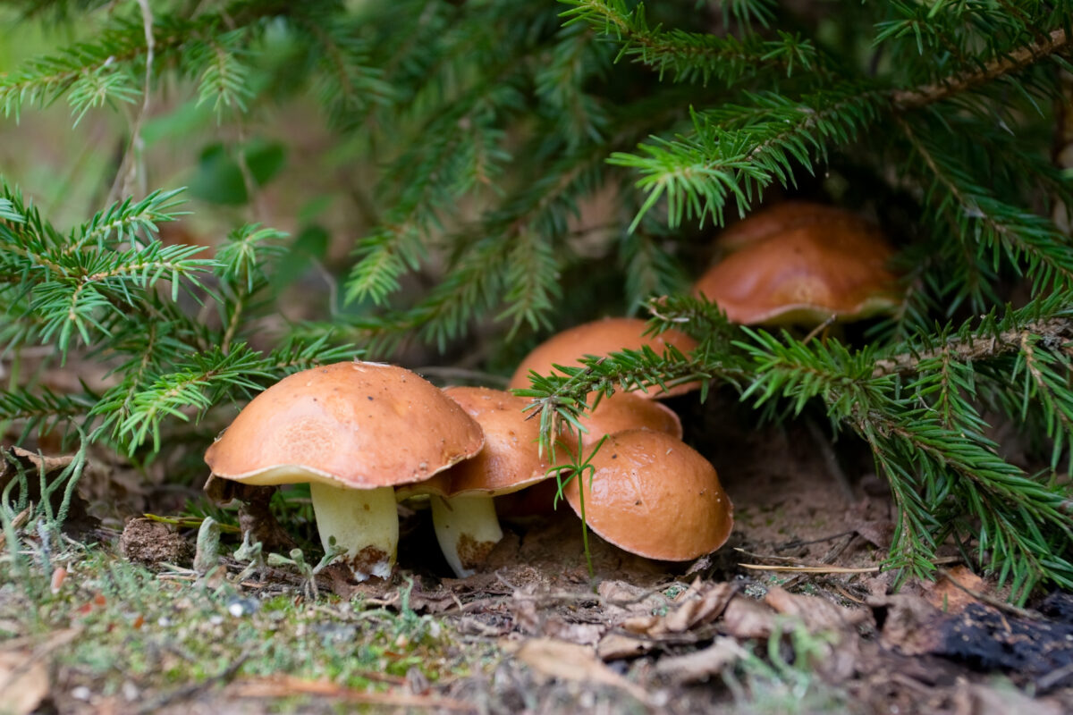 Suillus variegatus