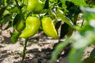 pestovanie papriky