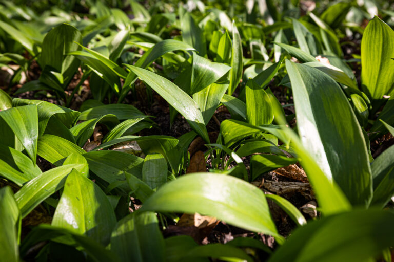 Praktické rady, ako založiť lúku a ktoré kvety do nej vybrať.