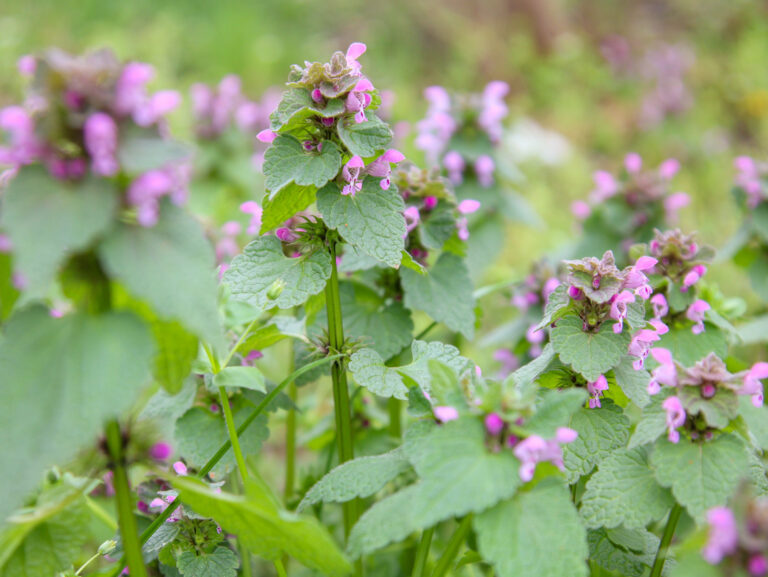Praktické rady, ako založiť lúku a ktoré kvety do nej vybrať.