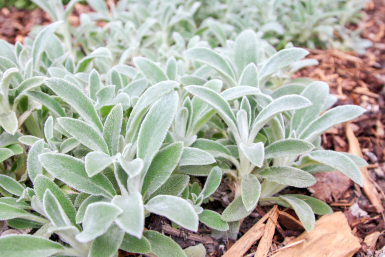 Praktické rady, ako založiť lúku a ktoré kvety do nej vybrať.