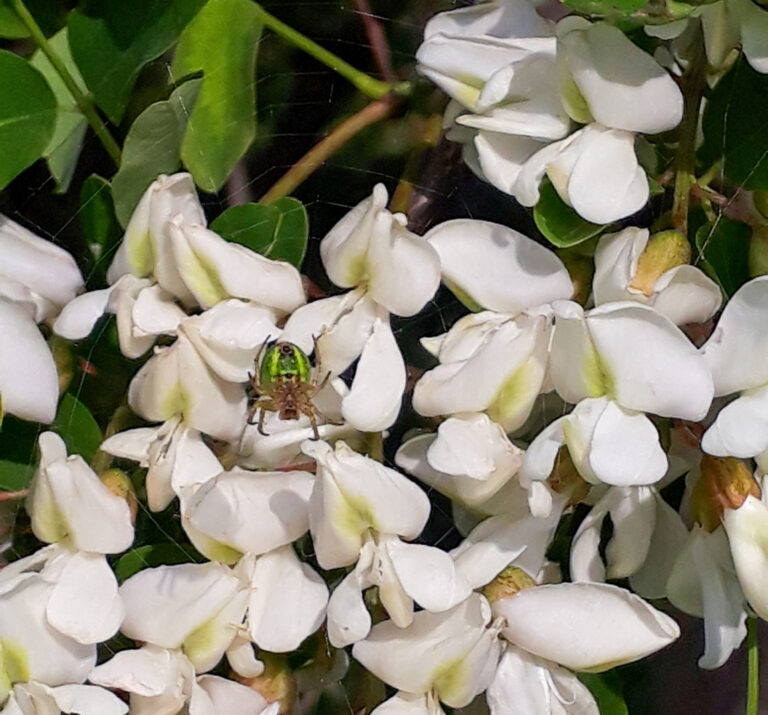 agát pavúk križiak