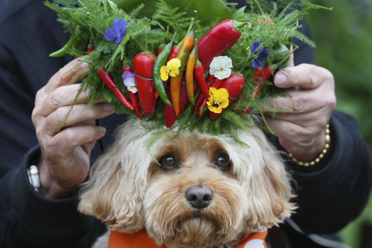 kvety kvetinová výstava pes chilli