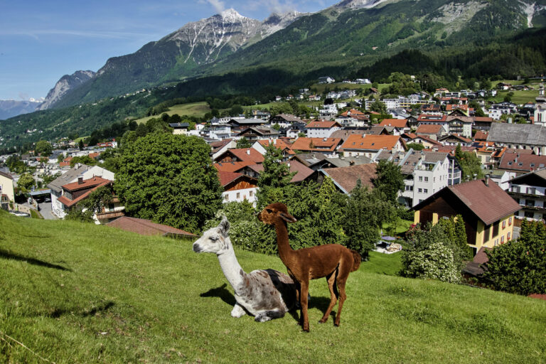 alpaky lúka hora dedina tráva