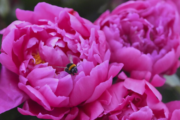 kvety kvetinová výstava čmeliak hmyz pivonka