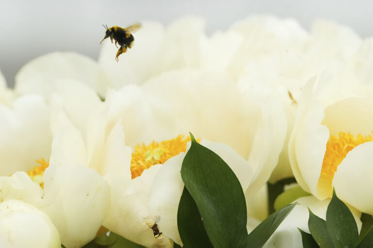 kvet kvetinová výstava hmyz čmeliak pivonka