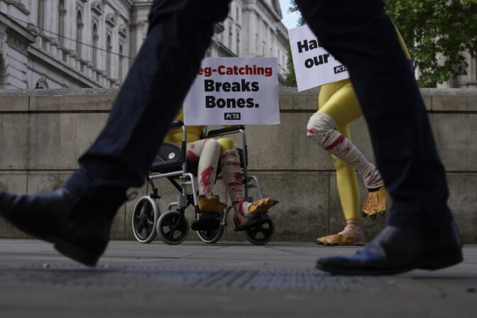 Aktivizmus protest zranené sliepky Británia Londýn