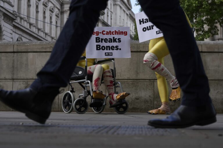 Aktivizmus protest zranené sliepky Británia Londýn