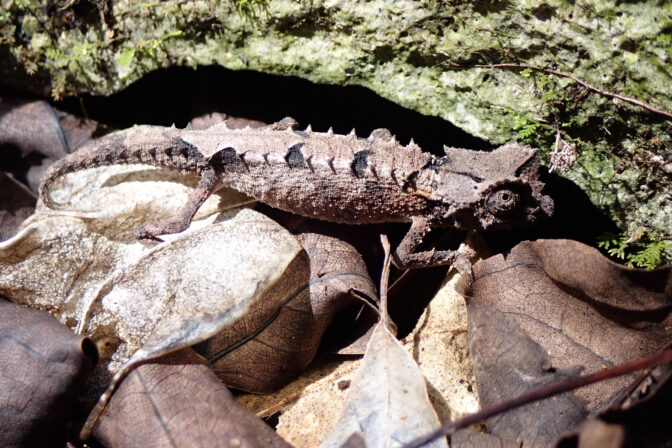 Chameleón Brookesia bonsi Madagaskar