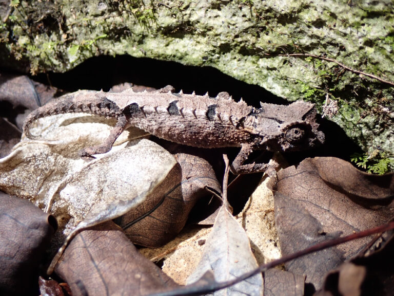 Chameleón Brookesia bonsi Madagaskar