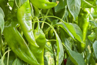 paprika