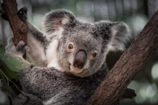 koala