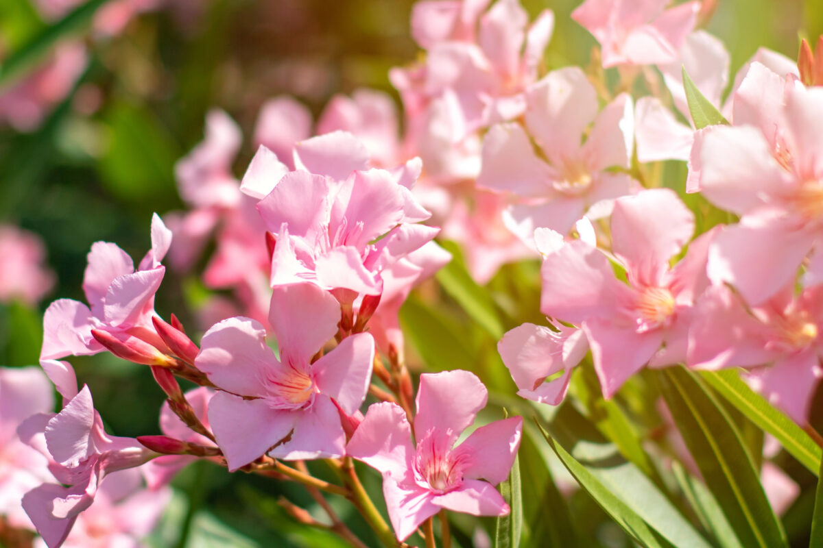oleander