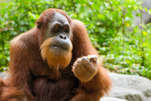 orangutan