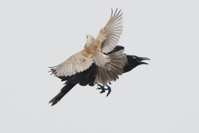 drozd škvrnitý vrana