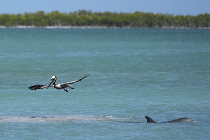 Hnedý pelikán delfín Florida Bay