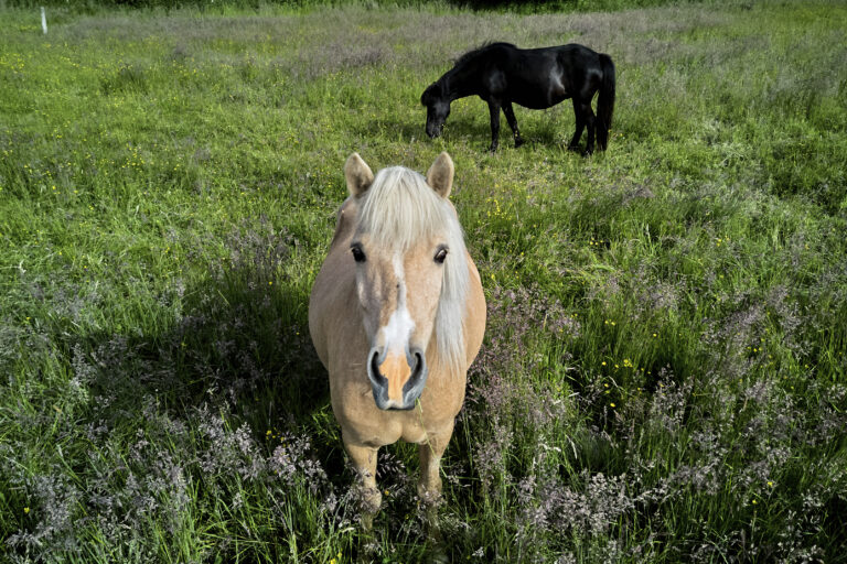 islandská kobyla žrebčín kôň