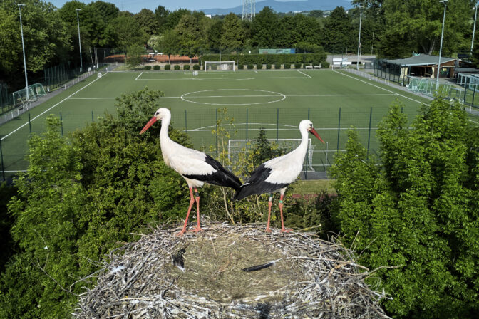 bociany hniezdo futbalové ihrisko