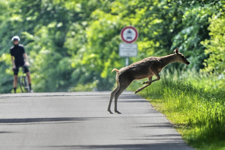 jeleň, bicykel muž les cesta stromy dopravná značka