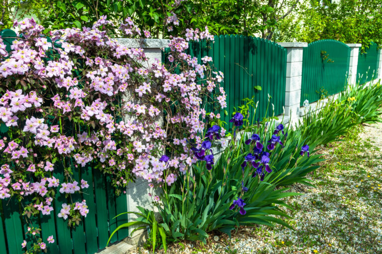 Záhradný plot s kosatcom versicolor (Iris versicolor) a plamienkom horským (Clematis montana)