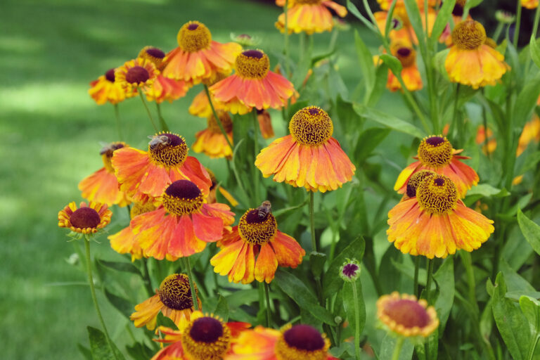 Oranžový helenium kýchavý 'Sahin's Early Flowerer' v kvete